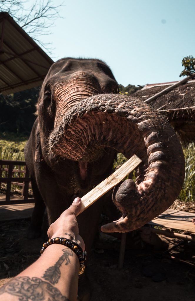 Pinnawala feeding