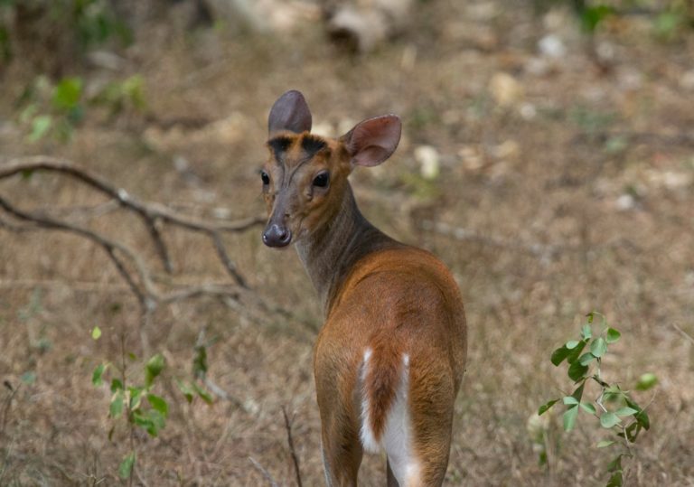 Wilpattu