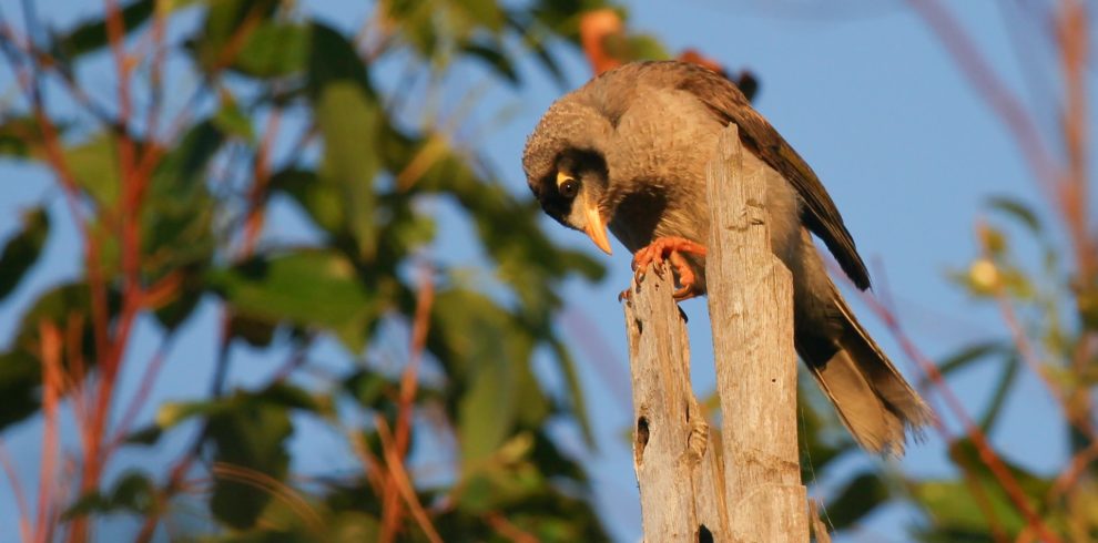 bird Wachching